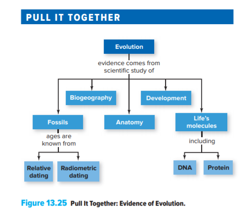 PULL IT TOGETHER
Evolution
evidence comes from
scientific study of
Biogeography
Development
Life's
Fossils
Anatomy
molecules
ages are
known from
including
Relative Radiometric
DNA
Protein
dating
dating
Figure 13.25 Pull It Together: Evidence of Evolution.
