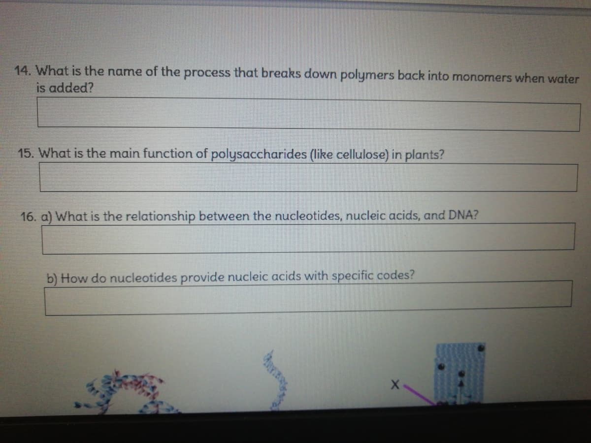14. What is the name of the process that breaks down polymers back into monomers when water
is added?
15. What is the main function of polysaccharides (like cellulose) in plants?
16. a) What is the relationship between the nucleotides, nucleic acids, and DNA?
b) How do nucleotides provide nucleic acids with specific codes?
