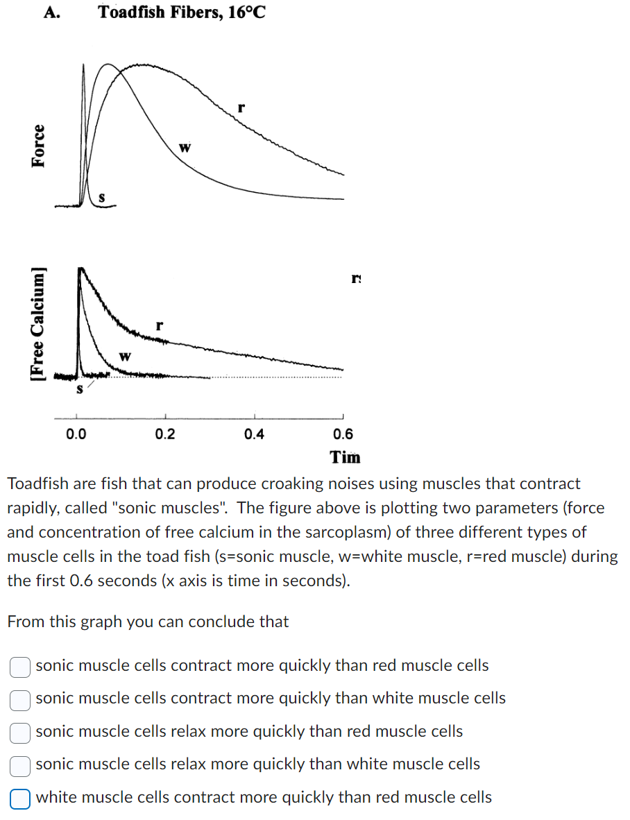 A. Toadfish Fibers, 16°C
Force
[Free Calcium]
0.0
0.2
W
0.4
r
0.6
Tim
Toadfish are fish that can produce croaking noises using muscles that contract
rapidly, called "sonic muscles". The figure above is plotting two parameters (force
and concentration of free calcium in the sarcoplasm) of three different types of
muscle cells in the toad fish (s-sonic muscle, w=white muscle, r=red muscle) during
the first 0.6 seconds (x axis is time in seconds).
From this graph you can conclude that
| sonic muscle cells contract more quickly than red muscle cells
sonic muscle cells contract more quickly than white muscle cells
sonic muscle cells relax more quickly than red muscle cells
sonic muscle cells relax more quickly than white muscle cells
white muscle cells contract more quickly than red muscle cells