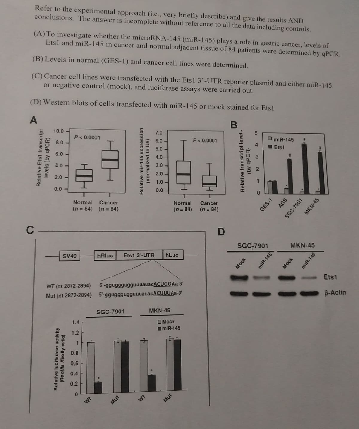 Refer to the experimental approach (i.e., very briefly describe) and give the results AND
conclusions. The answer is incomplete without reference to all the data including controls.
(A) To investigate whether the microRNA-145 (miR-145) plays a role in gastric cancer, levels of
Ets1 and miR-145 in cancer and normal adjacent tissue of 84 patients were determined by qPCR.
(B) Levels in normal (GES-1) and cancer cell lines were determined.
(C) Cancer cell lines were transfected with the Ets1 3'-UTR reporter plasmid and either miR-145
or negative control (mock), and luciferase assays were carried out.
(D) Western blots of cells transfected with miR-145 or mock stained for Ets1
A
B
Relative Ets1 Iranscript
levels (by qPCR)
C-
10.0
8.0
6.0
4.0 -
2.0
0.0
P<0.0001
Normal Cancer
(n = 84) (n = 84)
SV40
Relative luciferase activity
(Renilla /firefly ratio)
1.4
1.2
1
0.8
0.6
0.4
0.2
0
Wt
hRluc Ets1 3¹-UTR
Relative mir-145 expression
(normalized to U6)
WT (nt 2872-2894) 5'-ggugggugguuuauacACUGGAa-3'
Mut (nt 2872-2894) 5'-ggugggugguuuauacACUUU Aa-3'
SGC-7901
Mut
7.0
6.0
5.0
4.0
3.0
Wt
2.0
1.0
0.0
hLuc
Normal Cancer
(n=84) (n = 84)
MKN-45
Mock
miR-145
P<0.0001
Mut
D
Relative transcript levels
(by qPCR)
51
Mock
3
SGC-7901
GES-1
miR-145
miR-145
Ets1
AGS
SGC-7901
MKN-45
Mock
MKN-45
miR-145
Ets1
B-Actin