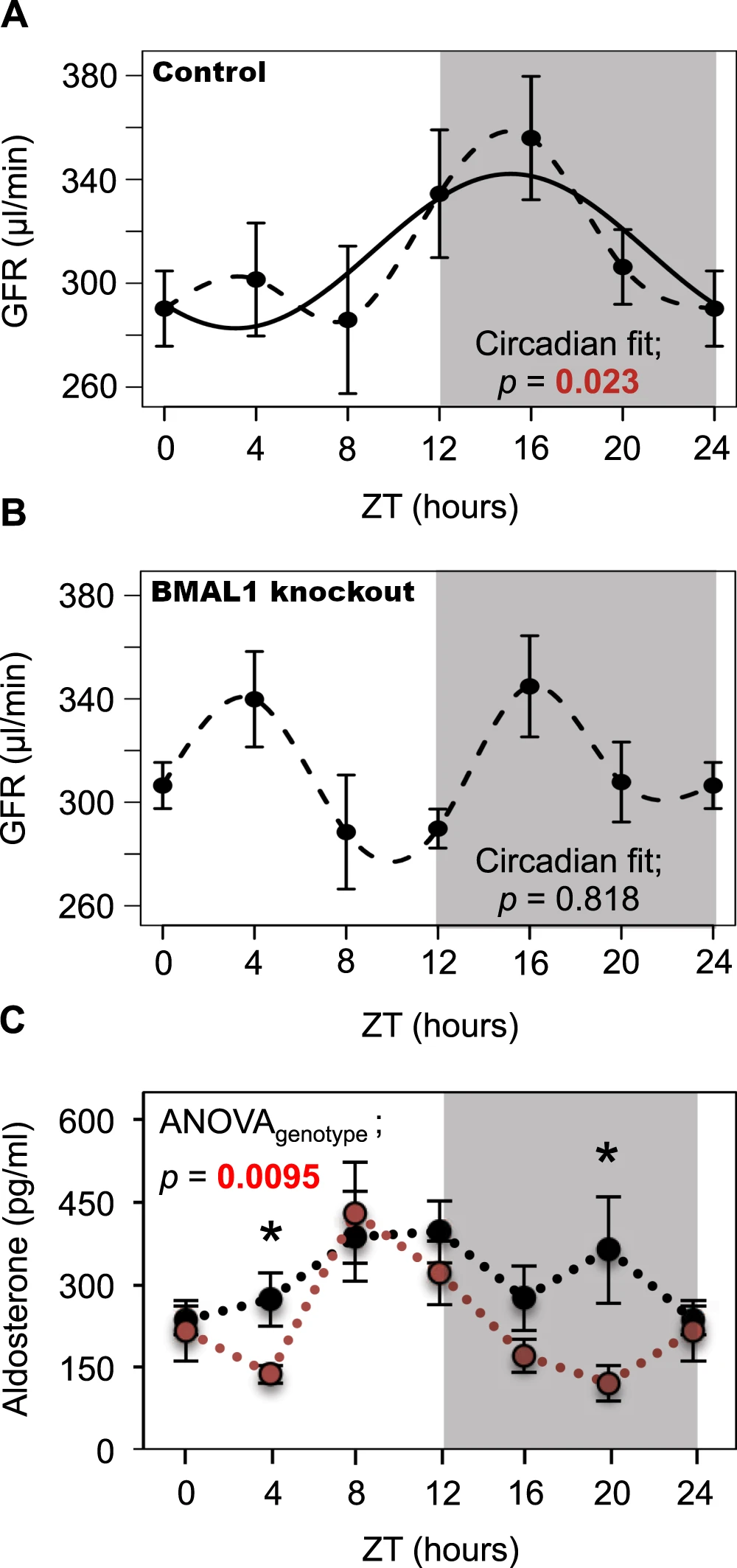 A
GFR (μl/min)
B
GFR (μl/min
C
Aldosterone (pg/ml)
380 Control
340
300
260
340
300
380BMAL1 knockout
260
450
300
0
150
0
4
600 ANOVA,
ANOVA genotype
p = 0.0095 I
Circadian fit;
p = 0.023
8 12 16 20 24
ZT (hours)
0
4 8
ZT (hours)
H
Circadian fit;
p = 0.818
12 16 20 24
T
4 8 12
HIO
第一重
ZT (hours)
*
16 20
24