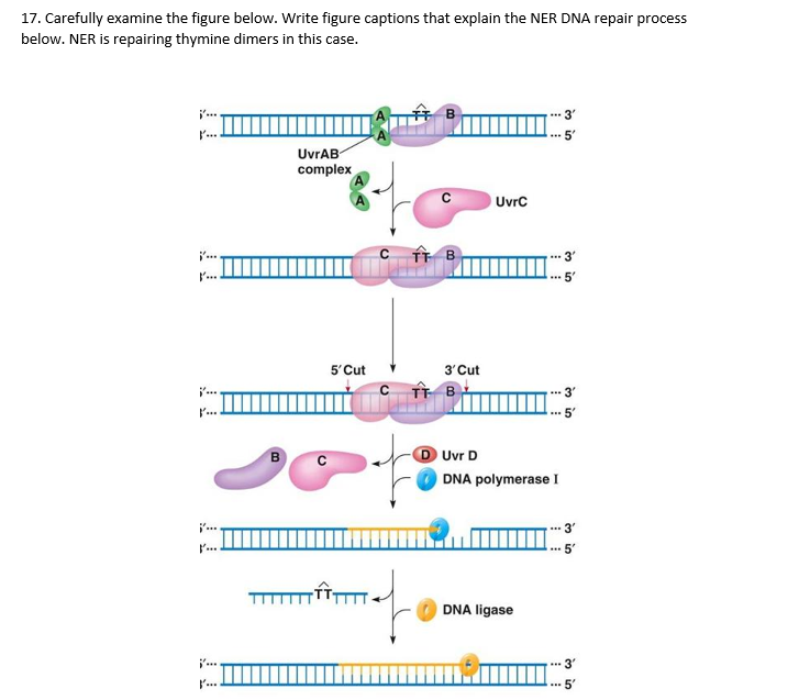 17. Carefully examine the figure below. Write figure captions that explain the NER DNA repair process
below. NER is repairing thymine dimers in this case.
j'.
3'
.
5'
UvrAB-
complex
Uvrc
j'..
3'
5'Cut
3'Cut
.
3'
l'..
D Uvr D
B
DNA polymerase I
- 3'
.
DNA ligase
3'
l..
o in
