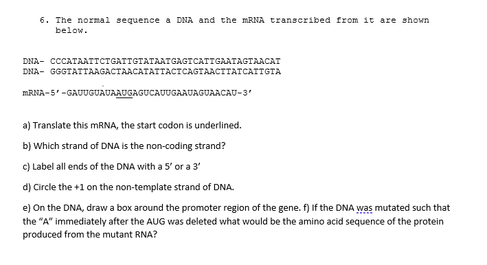 6. The normal sequence a DNA and the MRNA transcribed from it are shown
below.
DNA- CCCATAATTCTGATTGTATAATGAGTCATTGAATAGTAACAT
DNA- GGGTATTAAGACTAACATATTACTCAGTAACTTATCATTGTA
MRNA-5'-GAUUGUAUAAUGAGUCAUUGAAUAGUAACAU-3'
a) Translate this MRNA, the start codon is underlined.
b) Which strand of DNA is the non-coding strand?
c) Label all ends of the DNA with a 5' or a 3'
d) Circle the +1 on the non-template strand of DNA.
e) On the DNA, draw a box around the promoter region of the gene. f) If the DNA was mutated such that
the "A" immediately after the AUG was deleted what would be the amino acid sequence of the protein
produced from the mutant RNA?
