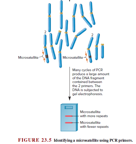Microsatellite-
Microsatellite
Many cycles of PCR
produce a large amount
of the DNA fragment
contained between
the 2 primers. The
DNA is subjected to
gel electrophoresis.
Microsatellite
with more repeats
- Microsatellite
with fewer repeats
FIGURE 23.5 Identifying a microsatellite using PCR primers.
