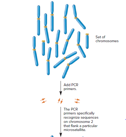 Set of
chromosomes
Add PCR
primers.
The PCR
primers specifically
recognize sequences
on chromosome 2
that flank a particular
microsatellite.

