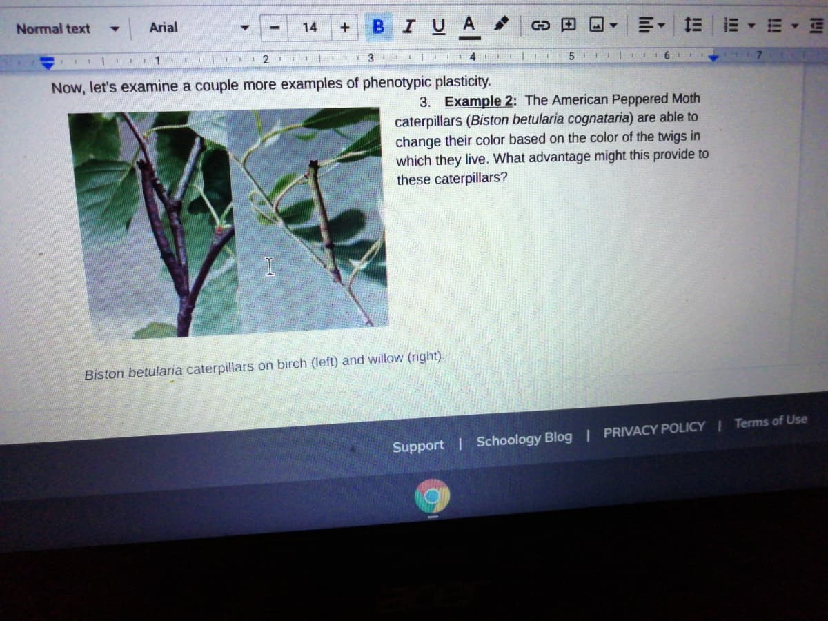 Normal text
BIUA
Arial
14
E I 1 | I 11
3
Now, let's examine a couple more examples of phenotypic plasticity.
3. Example 2: The American Peppered Moth
caterpillars (Biston betularia cognataria) are able to
change their color based on the color of the twigs in
which they live. What advantage might this provide to
these caterpillars?
Biston betularia caterpillars on birch (left) and willow (right).
Support Schoology Blog I PRIVACY POLICY Terms of Use
!!!
