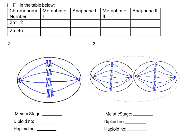 1. Fill in the table below:
Chromosome Metaphase Anaphase I Metaphase Anaphase I|
Number
II
2n=12
2n=46
2.
MeioticStage:
MeioticStage:
Diploid no:
Diploid no:
Haploid no:
Haploid no:
3.
