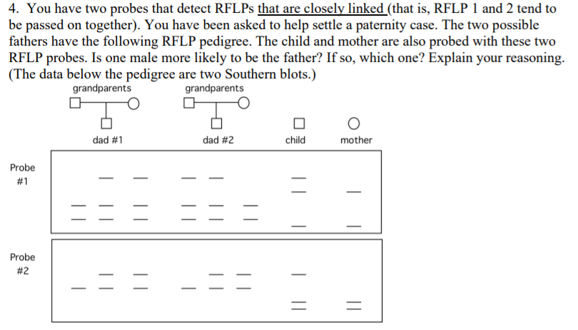 4. You have two probes that detect RFLPS that are closely linked (that is, RFLP 1 and 2 tend to
be passed on together). You have been asked to help settle a paternity case. The two possible
fathers have the following RFLP pedigree. The child and mother are also probed with these two
RFLP probes. Is one male more likely to be the father? If so, which one? Explain your reasoning.
(The data below the pedigree are two Southern blots.)
grandparents
grandparents
dad #1
dad #2
child
mother
Probe
#1
Probe
#2
||
