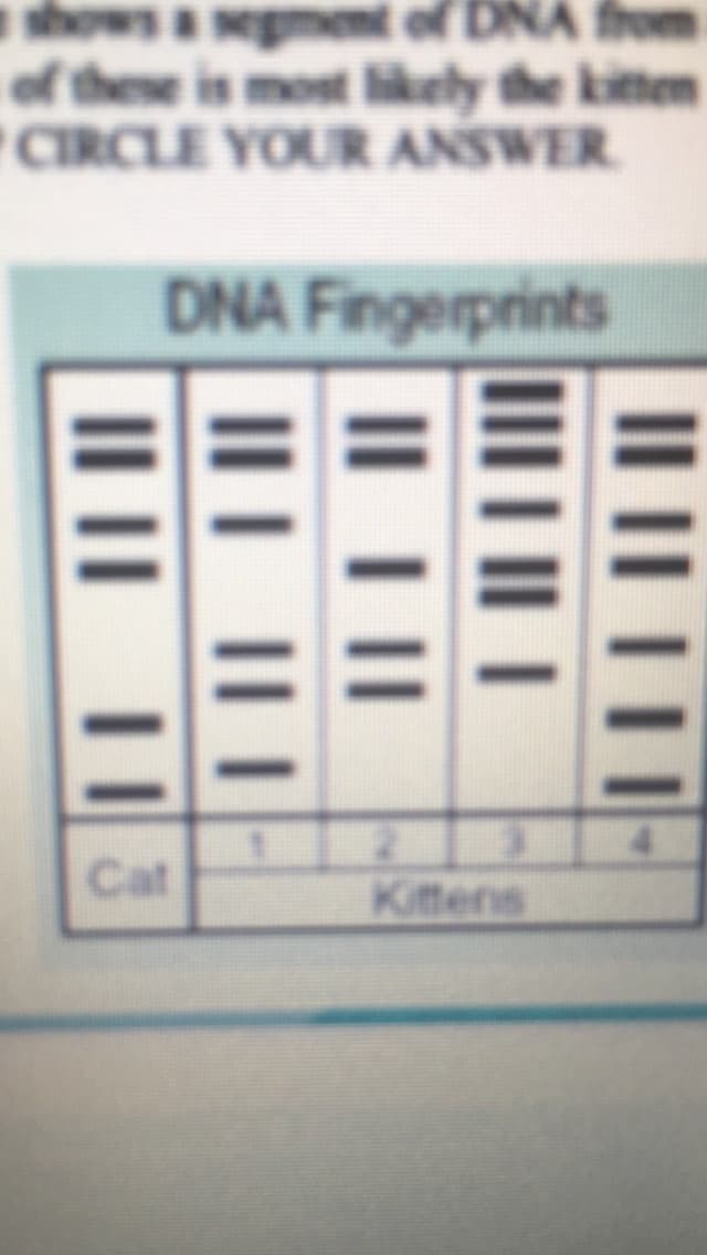 shows a segment of DNA from
of these is most llkely the kitten
CIRCLE YOUR ANSWER.
DNA Fingerprints
Cat
Kittens
IL ||
ILL |||
