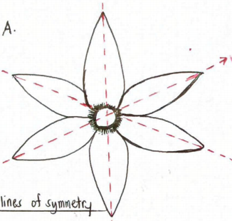 А.
lines of symaetry
