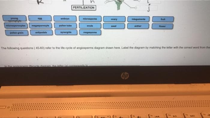 FERTILIZATION
young
embrye
mierosporee
evary
Integumente
tuil
mierosporoeytes
megasporocyte
pollen tube
evule
anther
fower
pollen grain
antipodals
wynergide
megapores
The following questions ( 45-60) rofer to the life cycle of angiosperms diagram drawn here. Label the diagram by matching the letter with the comrect word from the
In the annic
beale diaoram the letter talcotesnonds to
hp
