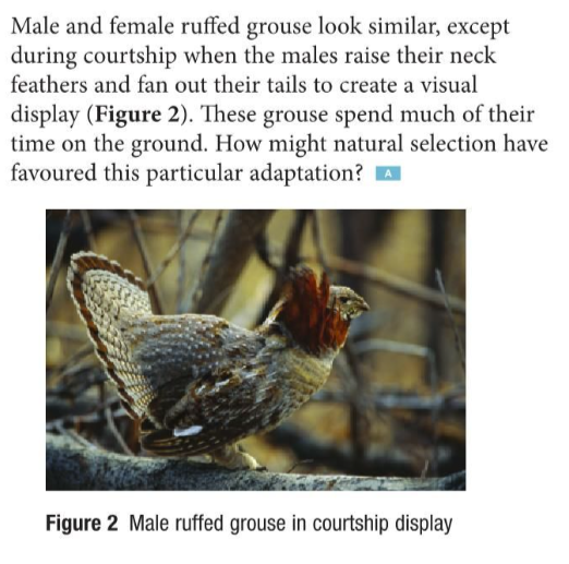 Male and female ruffed grouse look similar, except
during courtship when the males raise their neck
feathers and fan out their tails to create a visual
display (Figure 2). These grouse spend much of their
time on the ground. How might natural selection have
favoured this particular adaptation? A
Figure 2 Male ruffed grouse in courtship display
