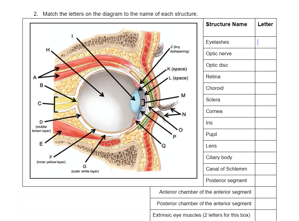 2. Match the letters on the diagram to the name of each structure.
Structure Name
Letter
Eyelashes
J (tiny
dotlopening)
H.
Optic nerve
Optic disc
K (space)
L (space)
Retina
Choroid
M
Sclera
Cornea
Iris
(middle
brown layer)
Pupil
E
Lens
Ciliary body
(inner yellow layer)
G
Canal of Schlemm
(outer white layer)
Posterior segment
Anterior chamber of the anterior segment
Posterior chamber of the anterior segment
Extrinsic eye muscles (2 letters for this box)
