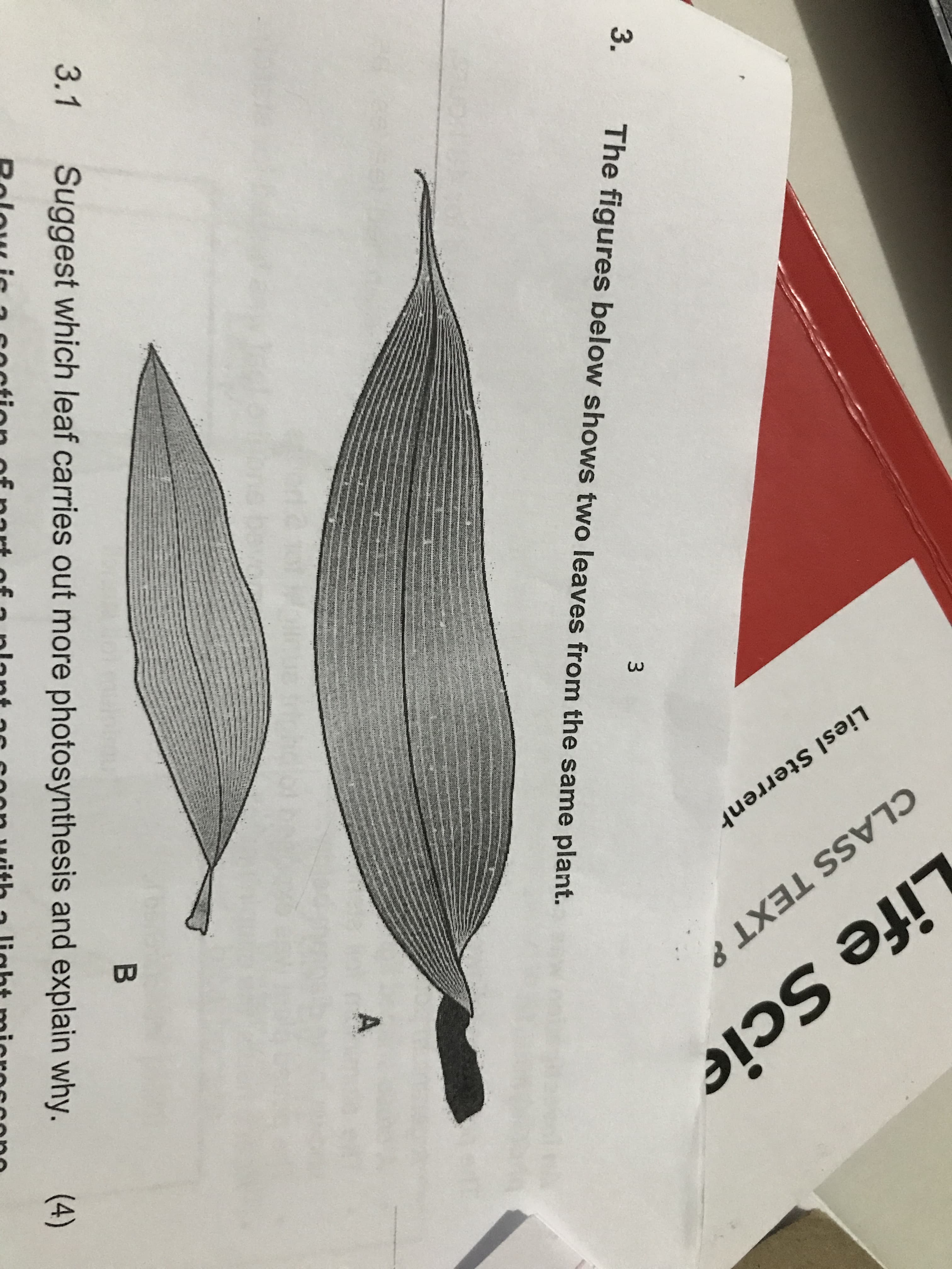 3.
The figures below shows two leaves from the same plant.
3.1
Suggest which leaf carries out more photosynthesis and explain why.
(4)
Below is
Rolow ic a soction of nart of a plant as
section
on with a light micressone
Life Scie
CLASS TEXT 8
Liesl Sterrenh
3.
