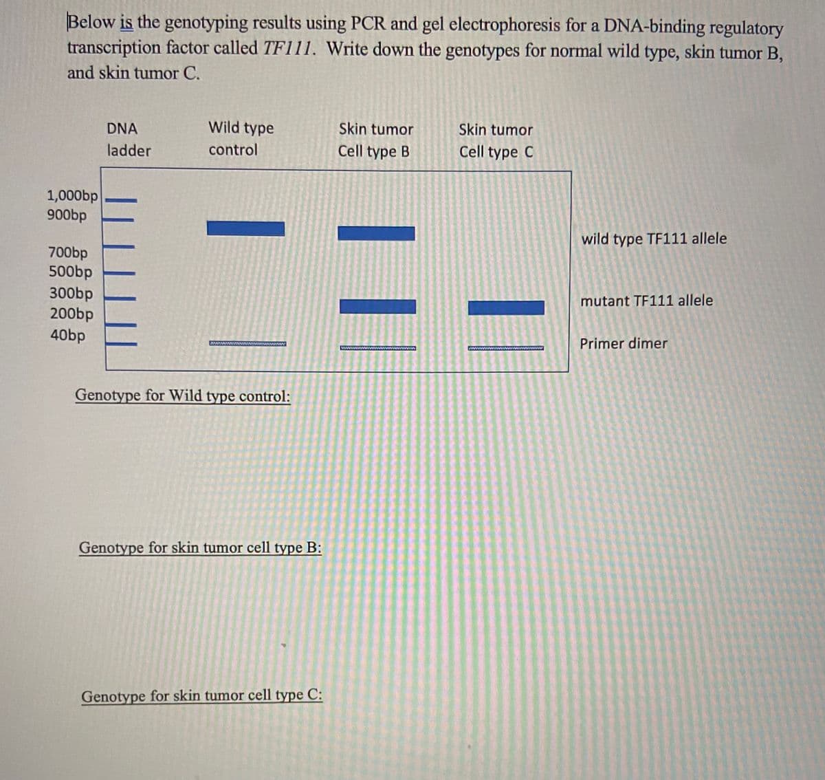 Below is the genotyping results using PCR and gel electrophoresis for a DNA-binding regulatory
transcription factor called TF111. Write down the genotypes for normal wild type, skin tumor B,
and skin tumor C.
DNA
Wild type
Skin tumor
Skin tumor
ladder
control
Cell type B
Cell type C
1,000bp
900bp
wild type TF111 allele
700bp
500bp
300bp
200bp
40bp
mutant TF111 allele
Primer dimer
www
Genotype for Wild type control:
Genotype for skin tumor cell type B:
Genotype for skin tumor cell type C:
