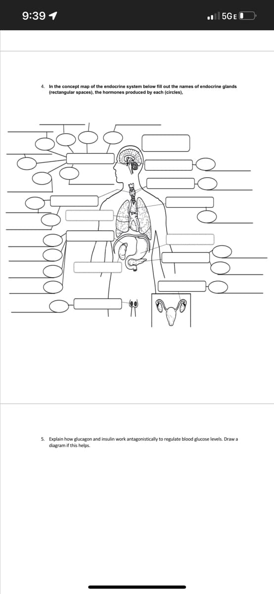 9:39 1
5GE O
4. In the concept map of the endocrine system below fill out the names of endocrine glands
(rectangular spaces), the hormones produced by each (circles),
5. Explain how glucagon and insulin work antagonistically to regulate blood glucose levels. Draw a
diagram if this helps.
