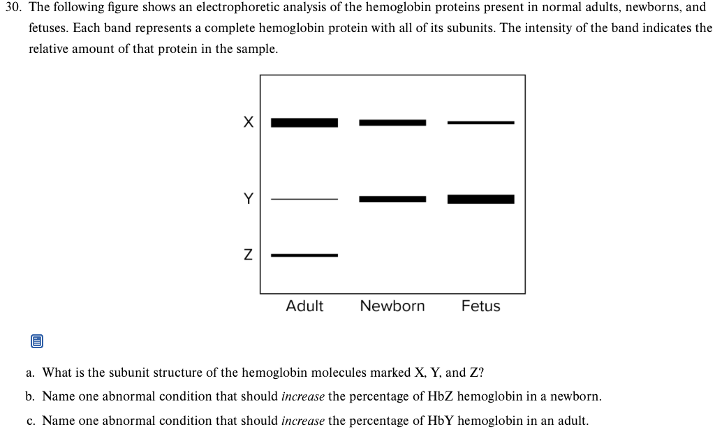 30. The following figure shows an electrophoretic analysis of the hemoglobin proteins present in normal adults, newborns, and
fetuses. Each band represents a complete hemoglobin protein with all of its subunits. The intensity of the band indicates the
relative amount of that protein in the sample.
Y
Adult
Newborn
Fetus
a. What is the subunit structure of the hemoglobin molecules marked X, Y, and Z?
b. Name one abnormal condition that should increase the percentage of HbZ hemoglobin in a newborn.
c. Name one abnormal condition that should increase the percentage of HbY hemoglobin in an adult.
