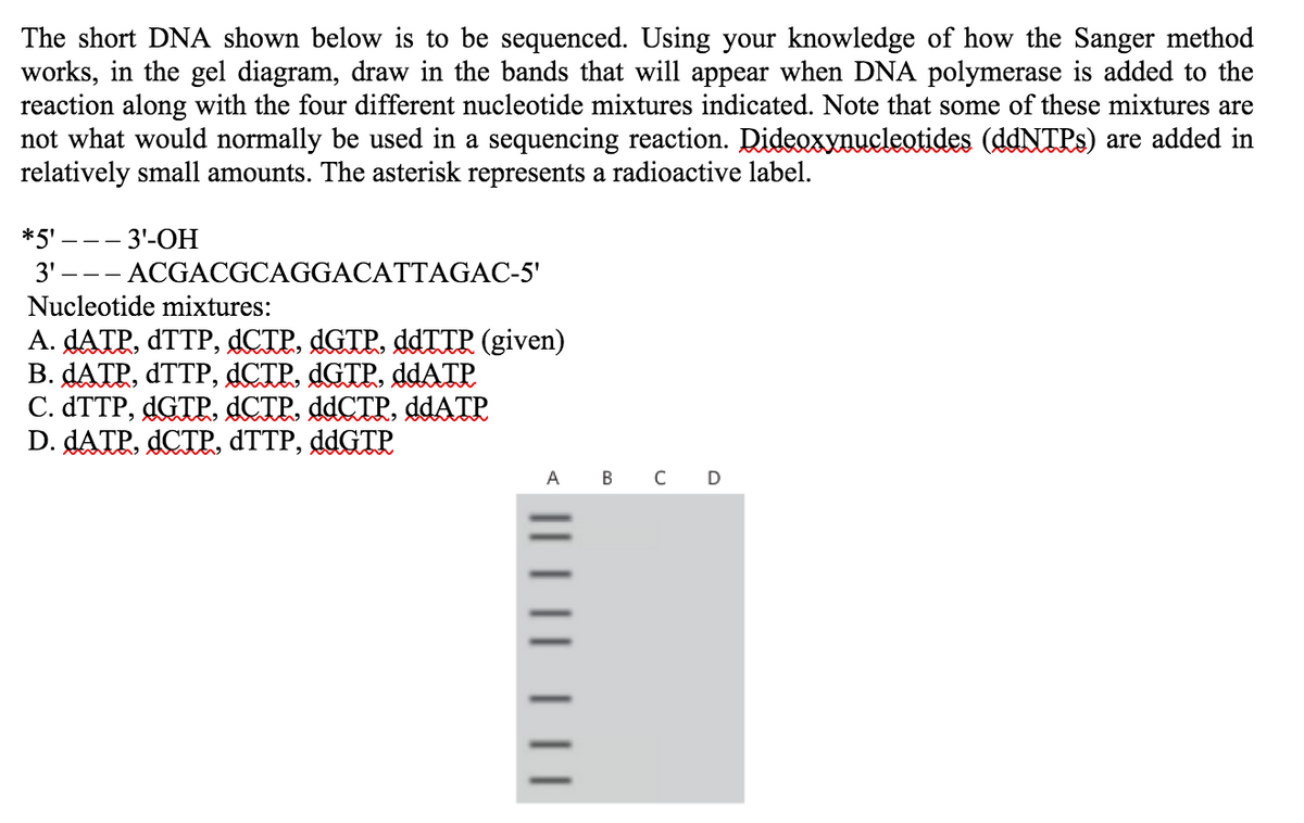 The short DNA shown below is to be sequenced. Using your knowledge of how the Sanger method
works, in the gel diagram, draw in the bands that will appear when DNA polymerase is added to the
reaction along with the four different nucleotide mixtures indicated. Note that some of these mixtures are
not what would normally be used in a sequencing reaction. Dideoxynucleatides (ddNTPs) are added in
relatively small amounts. The asterisk represents a radioactive label.
*5'
- 3'-ОН
3' –
-- ACGACGCAGGACATTAGAC-5'
Nucleotide mixtures:
A. DATP, DTTP, dCTP, DGTP, ddTTP (given)
B. DATP, ATTP, dCTP, AGTP, ddATE
C. dTTP, dGTP. ACTP, ddCTP, ddATP
D. DATP, dCTP, dTTP, ddGTP
A
в с D
| || ||
