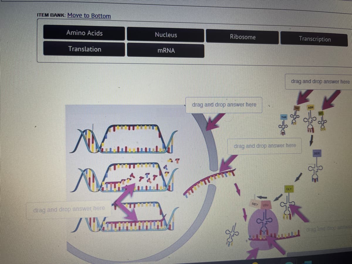 ITEM BANK: Move to Bottom
Amino Acids
Translation
M
No
drag and droo answer here
Nucleus
mRNA
Wamennin
Ribosome
drag and drop answer here
drag and drop answer here
MET
LEU
Transcription
drag and drop answer here
drag and drop answer