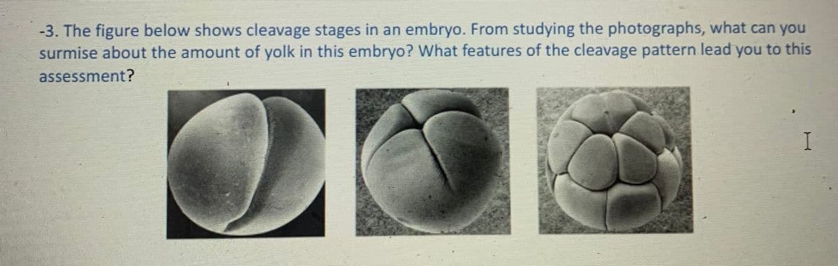 -3. The figure below shows cleavage stages in an embryo. From studying the photographs, what can you
surmise about the amount of yolk in this embryo? What features of the cleavage pattern lead you to this
assessment?
I
