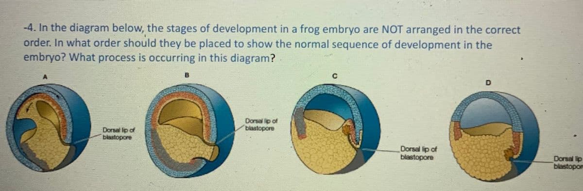 -4. In the diagram below, the stages of development in a frog embryo are NOT arranged in the correct
order. In what order should they be placed to show the normal sequence of development in the
embryo? What process is occurring in this diagram?
B.
D
Dorsal lip of
blastopore
Dorsal lip of
blastopore
Dorsal lip of
blastopore
Dorsal lip
blastopon
