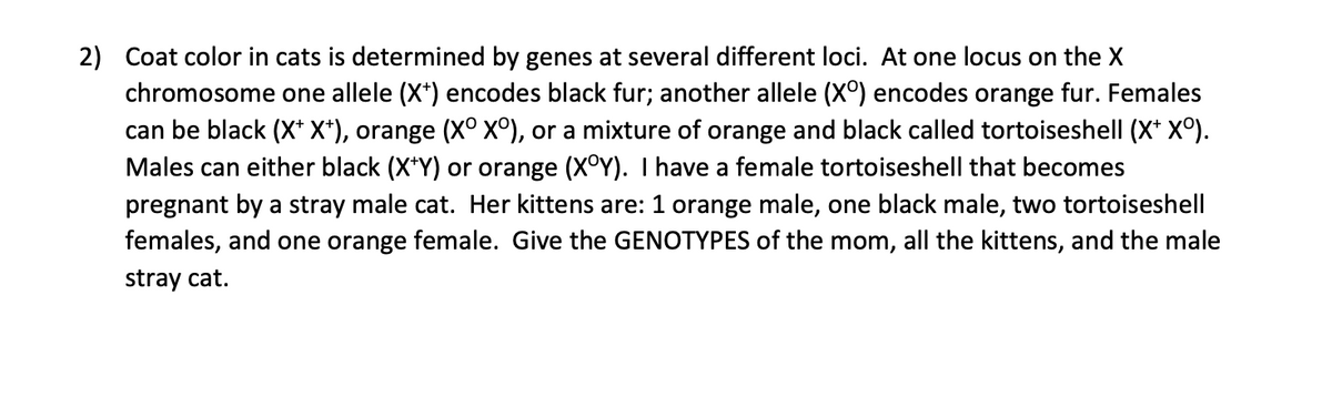 2) Coat color in cats is determined by genes at several different loci. At one locus on the X
chromosome one allele (X*) encodes black fur; another allele (X°) encodes orange fur. Females
can be black (X* X*), orange (X°x°), or a mixture of orange and black called tortoiseshell (X* X°).
Males can either black (X*Y) or orange (XOY). I have a female tortoiseshell that becomes
pregnant by a stray male cat. Her kittens are: 1 orange male, one black male, two tortoiseshell
females, and one orange female. Give the GENOTYPES of the mom, all the kittens, and the male
stray cat.
