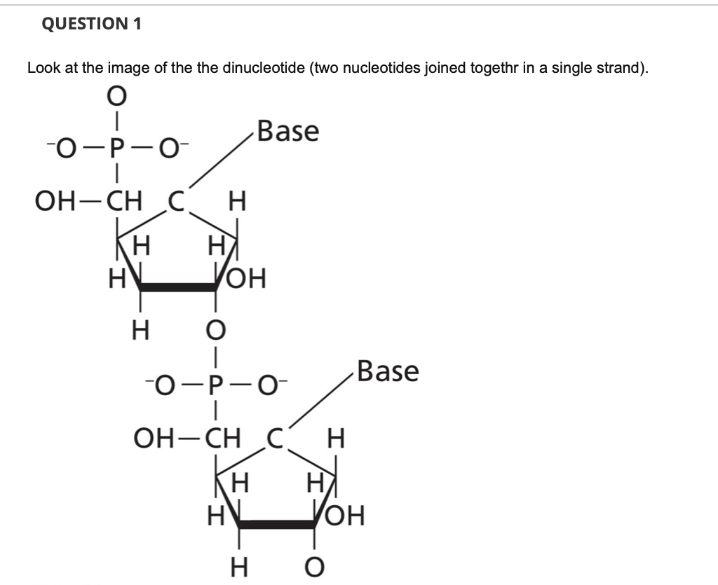 QUESTION 1
Look at the image of the the dinucleotide (two nucleotides joined togethr in a single strand).
Base
о-Р—О-
ОН -СН _С.
H
H.
VOH
он
H O
Base
О -Р—О-
OH-CH C
H
H.
он
