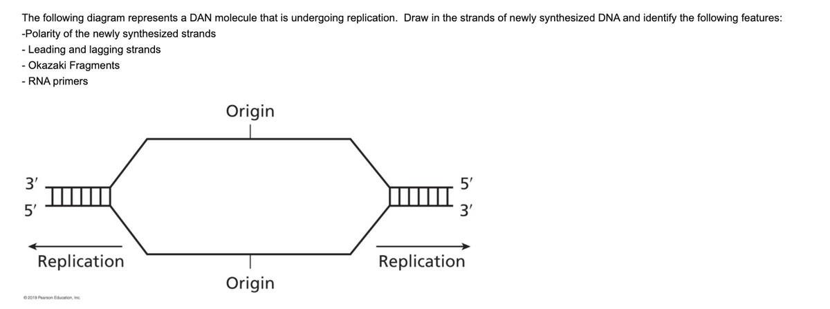 The following diagram represents a DAN molecule that is undergoing replication. Draw in the strands of newly synthesized DNA and identify the following features:
-Polarity of the newly synthesized strands
- Leading and lagging strands
- Okazaki Fragments
- RNA primers
Origin
3'
5'
II
3'
5'
Replication
Replication
Origin
02019 Pearson Education, Inc.
