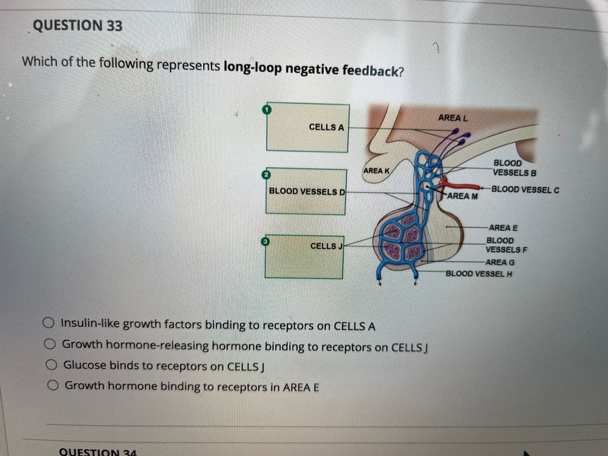QUESTION 33
Which of the following represents long-loop negative feedback?
AREA L
CELLS A
BLOOD
VESSELS B
AREA K
(2)
BLOOD VESSELS D
BLOOD VESSEL C
AREA M
AREA E
BLOOD
VESSELS F
CELLS J
AREA G
BLOOD VESSEL H
O Insulin-like growth factors binding to receptors on CELLS A
O Growth hormone-releasing hormone binding to receptors on CELLSJ
O Glucose binds to receptors on CELLSJ
O Growth hormone binding to receptors in AREA E
QUESTION 34

