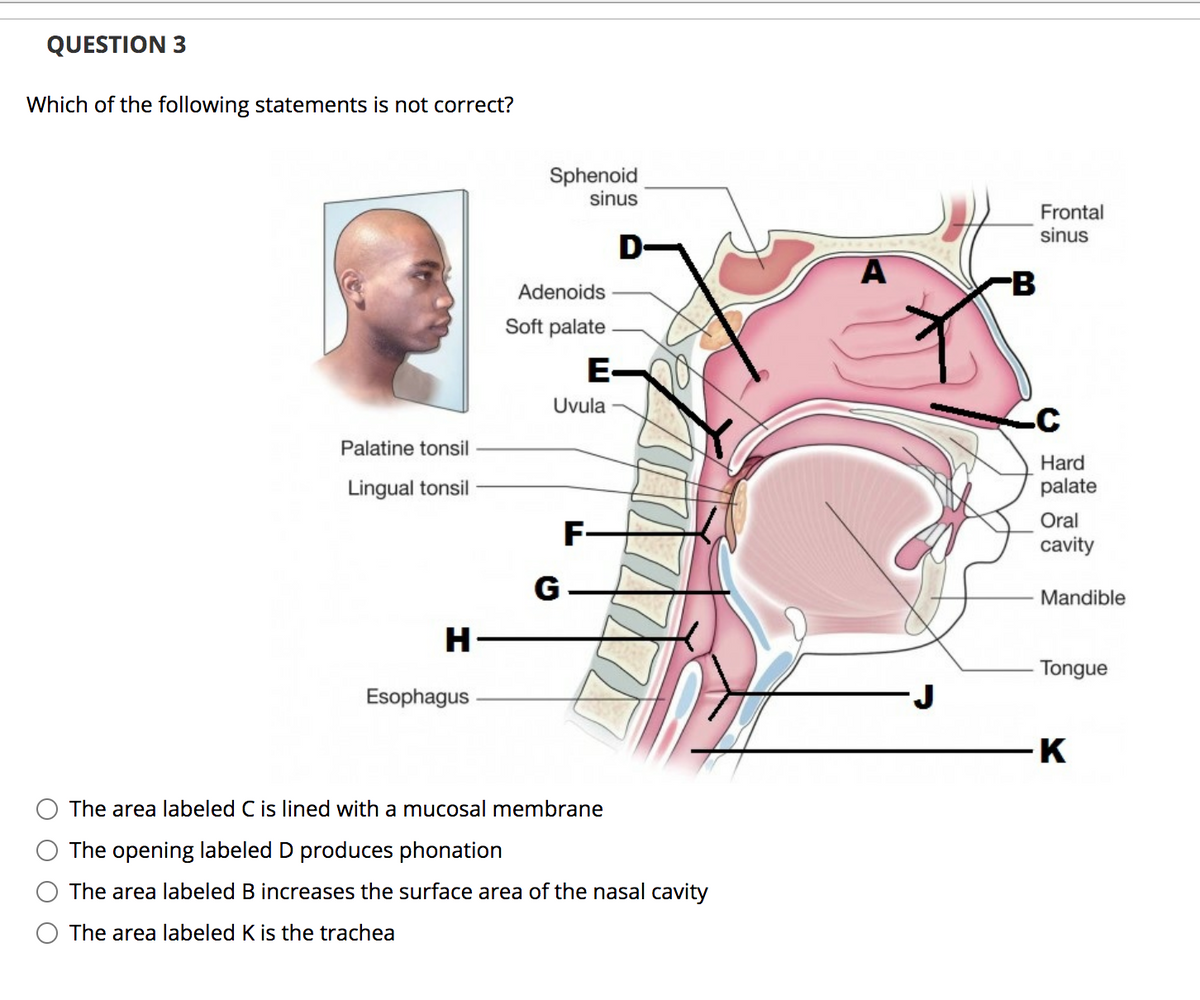 QUESTION 3
Which of the following statements is not correct?
Sphenoid
sinus
Frontal
sinus
D
в
Adenoids
Soft palate
E-0
Uvula
LC
Palatine tonsil
Hard
Lingual tonsil
palate
Oral
F-
cavity
G
Mandible
H
Tongue
Esophagus
K
The area labeled C is lined with a mucosal membrane
The opening labeled D produces phonation
The area labeled B increases the surface area of the nasal cavity
The area labeled K is the trachea
