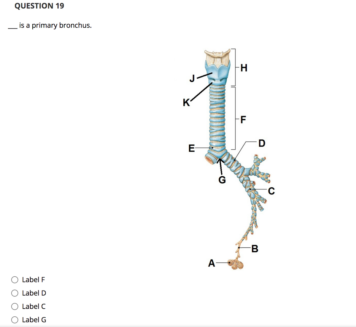 QUESTION 19
is a primary bronchus.
K
FF
D
E-
G
A-
Label F
Label D
Label C
Label G
