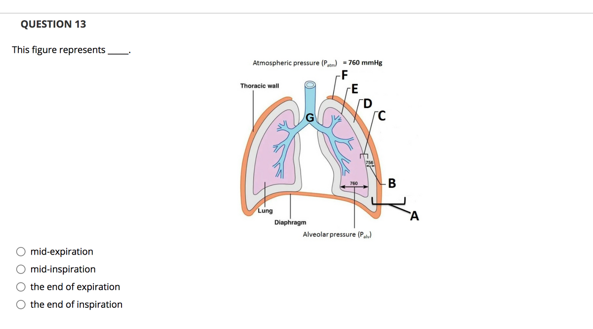 QUESTION 13
This figure represents
Atmospheric pressure (Patm)
= 760 mmHg
-F
Thoracic wall
TD
756
В
760
Lung
`A
Diaphragm
Alveolar pressure (Paly)
mid-expiration
mid-inspiration
the end of expiration
the end of inspiration
