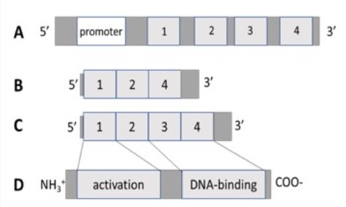 A 5
promoter
2
3'
4
1
5 1
3'
В
4
3'
с
5'
1
2
3
4
NH3
D
DNA-binding COO
activation
et
m
