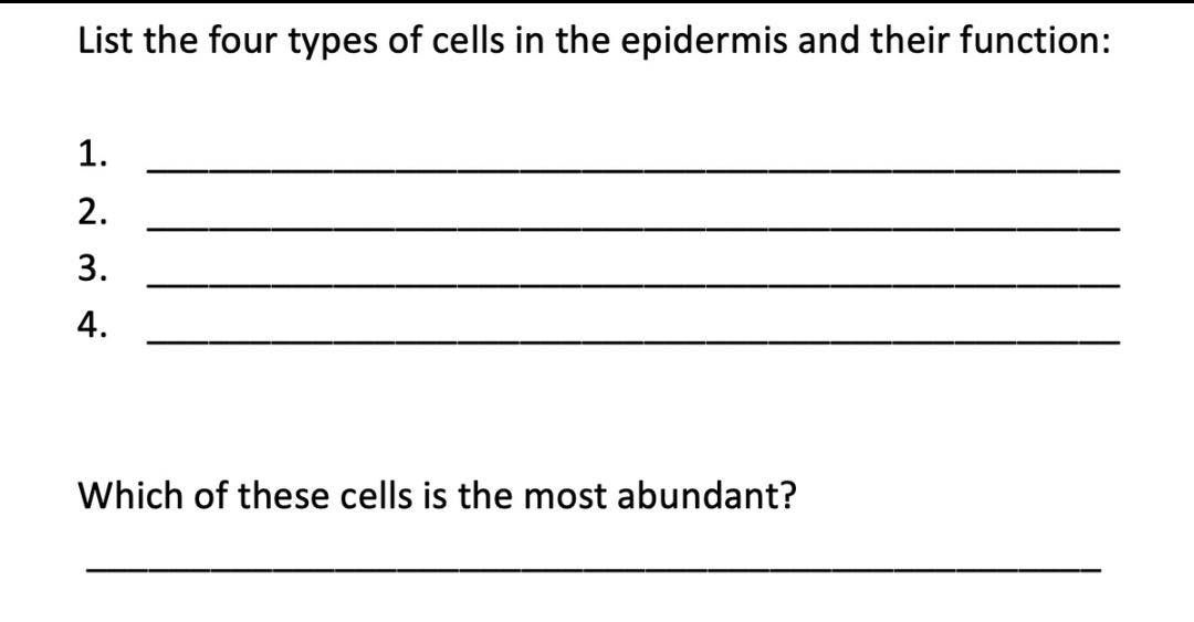 List the four types of cells in the epidermis and their function:
1.
2.
3.
4.
Which of these cells is the most abundant?