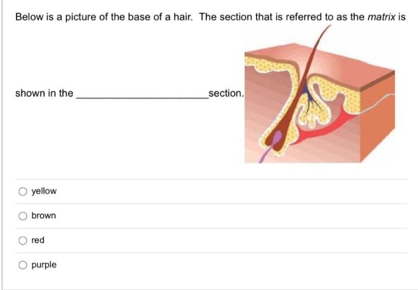 Below is a picture of the base of a hair. The section that is referred to as the matrix is
shown in the
yellow
brown
red
O purple
section.