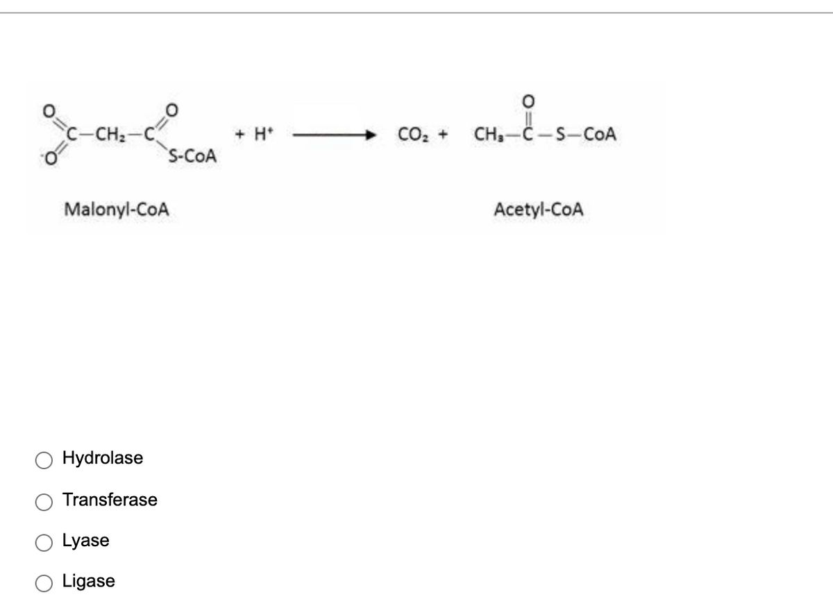 C-CH2
+ H*
CO, +
CH,-C-S-COA
S-COA
Malonyl-CoA
Acetyl-CoA
Hydrolase
Transferase
Lyase
Ligase
