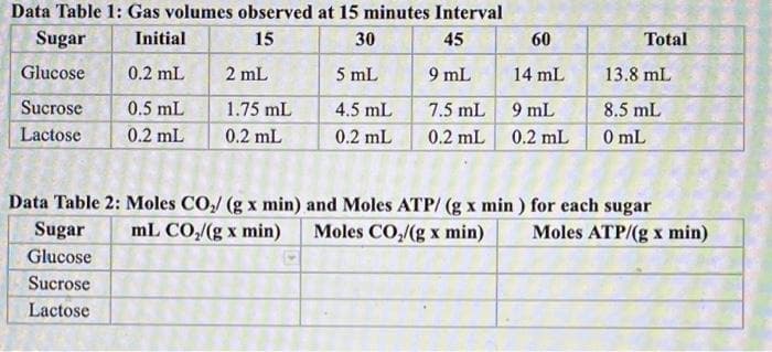 Data Table 1: Gas volumes observed at 15 minutes Interval
Sugar
Initial
15
30
45
60
Total
Glucose
0.2 mL
2 mL
5 mL
9 mL
14 mL
13.8 mL
Sucrose
0.5 mL
1.75 mL
4.5 mL
7.5 mL 9 mL
8.5 mL
Lactose
0.2 mL
0.2 mL
0.2 mL
0.2 mL 0.2 mL
O mL
Data Table 2: Moles CO,/ (g x min) and Moles ATP/ (g x min ) for each sugar
Sugar
mL CO,/(g x min)
Moles CO,/(g x min)
Moles ATP/(g x min)
Glucose
Sucrose
Lactose
