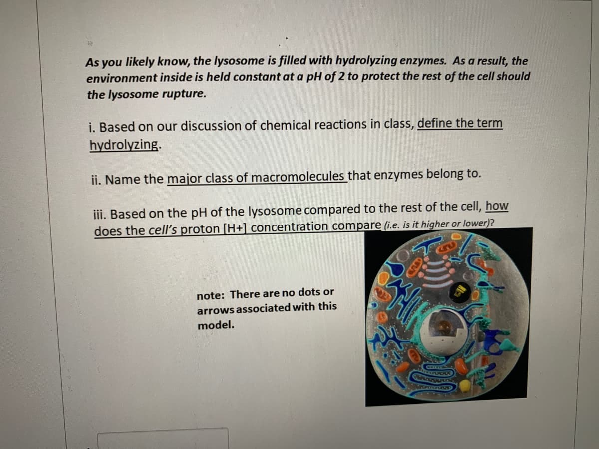 As you likely know, the lysosome is filled with hydrolyzing enzymes. As a result, the
environment inside is held constant at a pH of 2 to protect the rest of the cell should
the lysosome rupture.
i. Based on our discussion of chemical reactions in class, define the term
hydrolyzing.
ii. Name the major class of macromolecules that enzymes belong to.
iii. Based on the pH of the lysosome compared to the rest of the cell, how
does the cell's proton [H+] concentration compare (i.e. is it higher or lower)?
note: There are no dots or
arrows associated with this
model.
CECE
