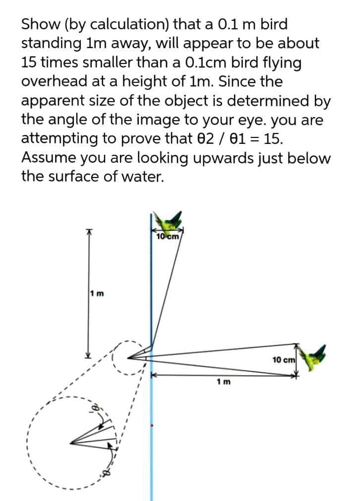 Show (by calculation) that a 0.1 m bird
standing 1m away, will appear to be about
15 times smaller than a 0.1cm bird flying
overhead at a height of 1m. Since the
apparent size of the object is determined by
the angle of the image to your eye. you are
attempting to prove that 02 / 01 = 15.
Assume you are looking upwards just below
the surface of water.
%3D
10 cm
1 m
10 cm
1 m
