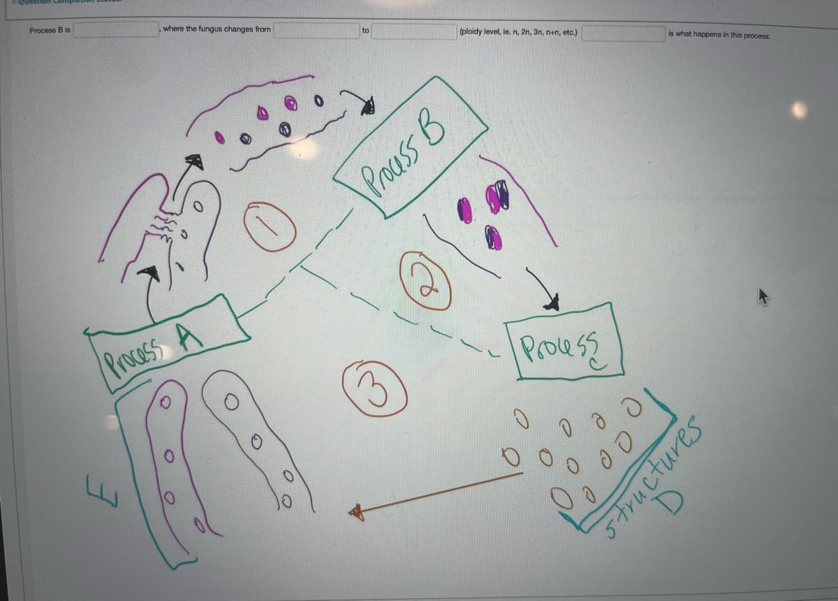 Process B is
where the fungus changes from
to
(ploidy level, ie, n, 2n, 3n, n+n, etc.)
is what happens in this process.
Pauss B
Procass A
Proess
LLI
5tructures
