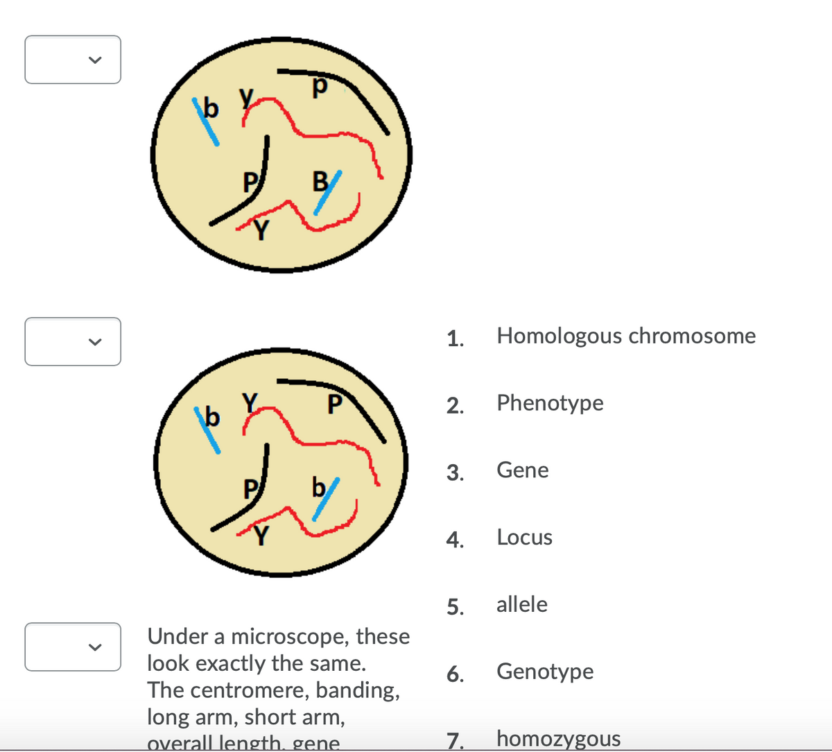 B
1.
Homologous chromosome
Y.
2.
Phenotype
\b
3.
Gene
b
4.
Locus
5.
allele
Under a microscope, these
look exactly the same.
The centromere, banding,
long arm, short arm,
overall length, gene.
6.
Genotype
7.
homozygous
>
>
