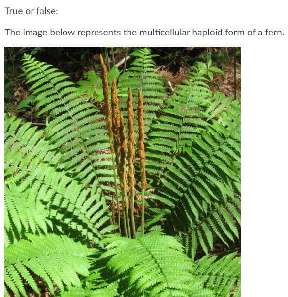 True or false:
The image below represents the multicellular haploid form of a fern.
