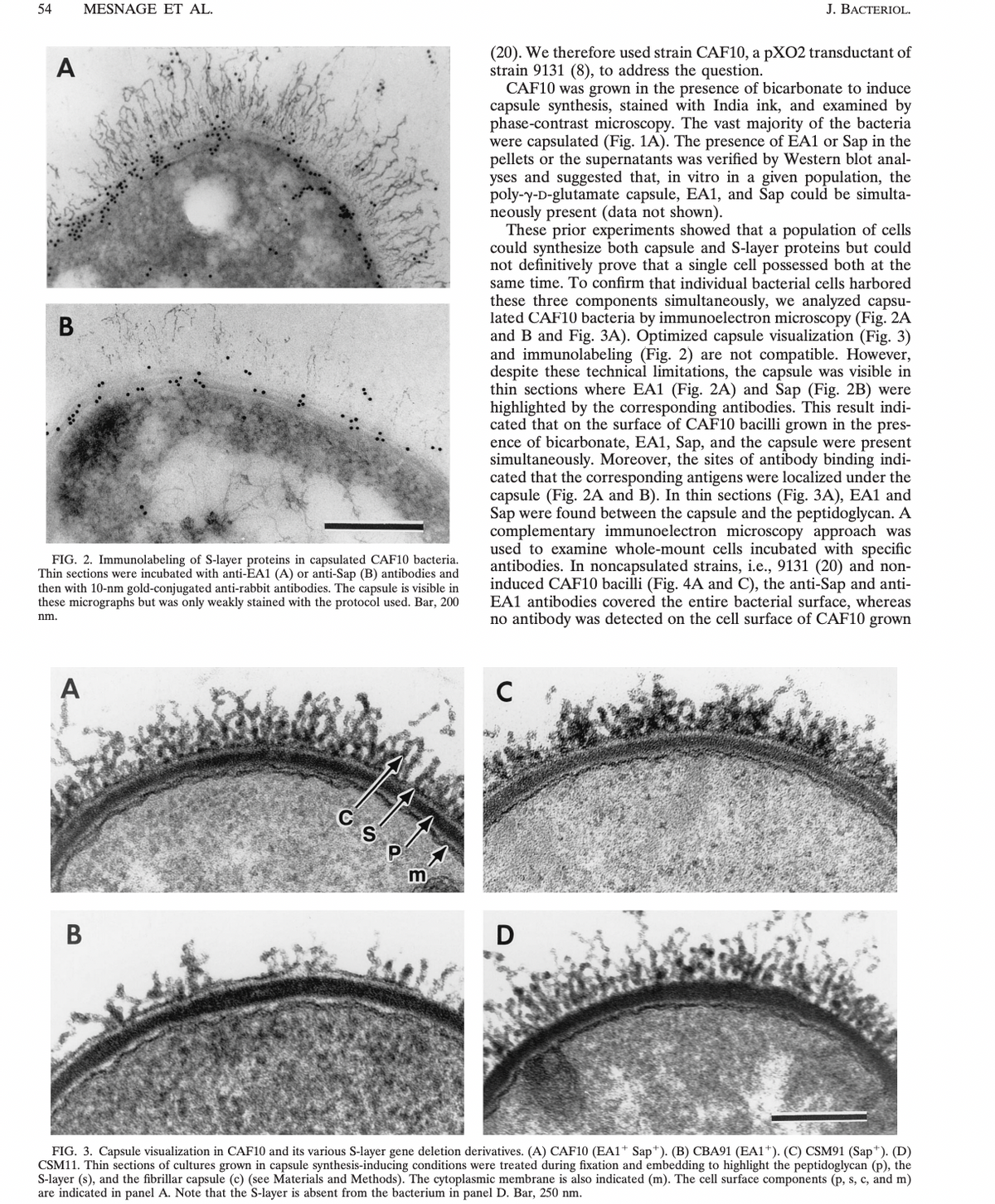 54
A
B
MESNAGE ET AL.
FIG. 2. Immunolabeling of S-layer proteins in capsulated CAF10 bacteria.
Thin sections were incubated with anti-EA1 (A) or anti-Sap (B) antibodies and
then with 10-nm gold-conjugated anti-rabbit antibodies. The capsule is visible in
these micrographs but was only weakly stained with the protocol used. Bar, 200
nm.
A
B
C
m
(20). We therefore used strain CAF10, a pXO2 transductant of
strain 9131 (8), to address the question.
J. BACTERIOL.
CAF10 was grown in the presence of bicarbonate to induce
capsule synthesis, stained with India ink, and examined by
phase-contrast microscopy. The vast majority of the bacteria
were capsulated (Fig. 1A). The presence of EA1 or Sap in the
pellets or the supernatants was verified by Western blot anal-
yses and suggested that, in vitro in a given population, the
poly-y-D-glutamate capsule, EA1, and Sap could be simulta-
neously present (data not shown).
These prior experiments showed that a population of cells
could synthesize both capsule and S-layer proteins but could
not definitively prove that a single cell possessed both at the
same time. To confirm that individual bacterial cells harbored
these three components simultaneously, we analyzed capsu-
lated CAF10 bacteria by immunoelectron microscopy (Fig. 2A
and B and Fig. 3A). Optimized capsule visualization (Fig. 3)
and immunolabeling (Fig. 2) are not compatible. However,
despite these technical limitations, the capsule was visible in
thin sections where EA1 (Fig. 2A) and Sap (Fig. 2B) were
highlighted by the corresponding antibodies. This result indi-
cated that on the surface of CAF10 bacilli grown in the pres-
ence of bicarbonate, EA1, Sap, and the capsule were present
simultaneously. Moreover, the sites of antibody binding indi-
cated that the corresponding antigens were localized under the
capsule (Fig. 2A and B). In thin sections (Fig. 3A), EA1 and
Sap were found between the capsule and the peptidoglycan. A
complementary immunoelectron microscopy approach was
used to examine whole-mount cells incubated with specific
antibodies. In noncapsulated strains, i.e., 9131 (20) and non-
induced CAF10 bacilli (Fig. 4A and C), the anti-Sap and anti-
EA1 antibodies covered the entire bacterial surface, whereas
no antibody was detected on the cell surface of CAF10 grown
C
D
FIG. 3. Capsule visualization in CAF10 and its various S-layer gene deletion derivatives. (A) CAF10 (EA1+ Sap*). (B) CBA91 (EA1+). (C) CSM91 (Sap+). (D)
CSM11. Thin sections of cultures grown in capsule synthesis-inducing conditions were treated during fixation and embedding to highlight the peptidoglycan (p), the
S-layer (s), and the fibrillar capsule (c) (see Materials and Methods). The cytoplasmic membrane is also indicated (m). The cell surface components (p, s, c, and m)
are indicated in panel A. Note that the S-layer is absent from the bacterium in panel D. Bar, 250 nm.