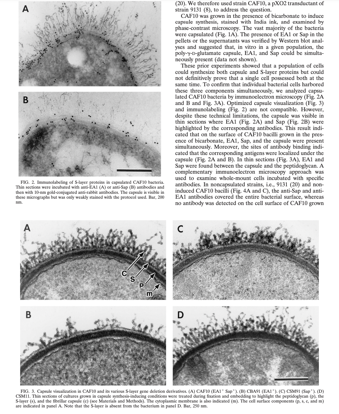 A
B
FIG. 2. Immunolabeling of S-layer proteins in capsulated CAF10 bacteria.
Thin sections were incubated with anti-EA1 (A) or anti-Sap (B) antibodies and
then with 10-nm gold-conjugated anti-rabbit antibodies. The capsule is visible in
these micrographs but was only weakly stained with the protocol used. Bar, 200
nm.
A
B
GS
m
(20). We therefore used strain CAF10, a pXO2 transductant of
strain 9131 (8), to address the question.
CAF10 was grown in the presence of bicarbonate to induce
capsule synthesis, stained with India ink, and examined by
phase-contrast microscopy. The vast majority of the bacteria
were capsulated (Fig. 1A). The presence of EA1 or Sap in the
pellets or the supernatants was verified by Western blot anal-
yses and suggested that, in vitro in a given population, the
poly-y-D-glutamate capsule, EA1, and Sap could be simulta-
neously present (data not shown).
These prior experiments showed that a population of cells
could synthesize both capsule and S-layer proteins but could
not definitively prove that a single cell possessed both at the
same time. To confirm that individual bacterial cells harbored
these three components simultaneously, we analyzed capsu-
lated CAF10 bacteria by immunoelectron microscopy (Fig. 2A
and B and Fig. 3A). Optimized capsule visualization (Fig. 3)
and immunolabeling (Fig. 2) are not compatible. However,
despite these technical limitations, the capsule was visible in
thin sections where EA1 (Fig. 2A) and Sap (Fig. 2B) were
highlighted by the corresponding antibodies. This result indi-
cated that on the surface of CAF10 bacilli grown in the pres-
ence of bicarbonate, EA1, Sap, and the capsule were present
simultaneously. Moreover, the sites of antibody binding indi-
cated that the corresponding antigens were localized under the
capsule (Fig. 2A and B). In thin sections (Fig. 3A), EA1 and
Sap were found between the capsule and the peptidoglycan. A
complementary immunoelectron microscopy approach was
used to examine whole-mount cells incubated with specific
antibodies. In noncapsulated strains, i.e., 9131 (20) and non-
induced CAF10 bacilli (Fig. 4A and C), the anti-Sap and anti-
EA1 antibodies covered the entire bacterial surface, whereas
no antibody was detected on the cell surface of CAF10 grown
C
D
FIG. 3. Capsule visualization in CAF10 and its various S-layer gene deletion derivatives. (A) CAF10 (EA1+ Sap*). (B) CBA91 (EA1+). (C) CSM91 (Sap+). (D)
CSM11. Thin sections of cultures grown in capsule synthesis-inducing conditions were treated during fixation and embedding to highlight the peptidoglycan (p), the
S-layer (s), and the fibrillar capsule (c) (see Materials and Methods). The cytoplasmic membrane is also indicated (m). The cell surface components (p, s, c, and m)
are indicated in panel A. Note that the S-layer is absent from the bacterium in panel D. Bar, 250 nm.