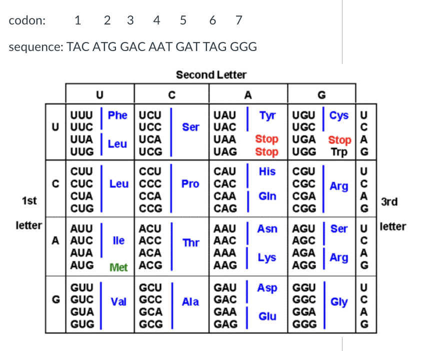 codon:
1
3
4 5 6 7
sequence: TAC ATG GAC AAT GAT TAG GGG
Second Letter
A
G
Phe UCU
UCc
UUU
U UUC
UUA
UUG
UAU
Ser UAC
UAA
UAG
UGU Cys U
UGC
UGA StopA
UGG Trp G
Тyr
UCA
UCG
Stop
Leu
Stop
CUU
C CUC
CUA
CCU
Leu |ccc
CGU
CGC
CAU
His
U
Pro
CAC
Arg
A
3rd
G
ССА
САА
Gin
CGA
1st
CUG
CCG
CAG
CGG
letter
|
Ser u letter
AUU
A AUC
ACU
ACC
ACA
AGU
AGC
AGA
AAU
Asn
Thr AAC
AAA
AAG
lle
AUA
AUG
A
Lys
AGG Arg
Met ACG
G
GUU
G GUC
GUA
GUG
GGU
GGC
GCU
GCC
GCA
GCG
GAU
GAC
Asp
Gly
A
Val
Ala
GAA
GAG
GGA
GGG
Glu
G
