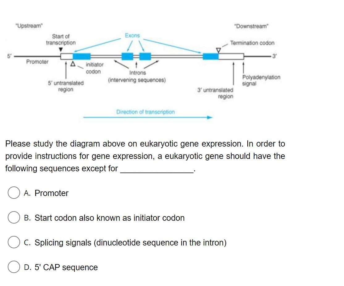 "Upstream"
"Downstream"
Exons
Start of
transcription
Termination codon
5
3'
Promoter
initiator
codon
Introns
Polyadenylation
signal
(intervening sequences)
5' untranslated
region
3' untranslated
region
Direction of transcription
Please study the diagram above on eukaryotic gene expression. In order to
provide instructions for gene expression, a eukaryotic gene should have the
following sequences except for
O A. Promoter
B. Start codon also known as initiator codon
C. Splicing signals (dinucleotide sequence in the intron)
O D. 5' CAP sequence
