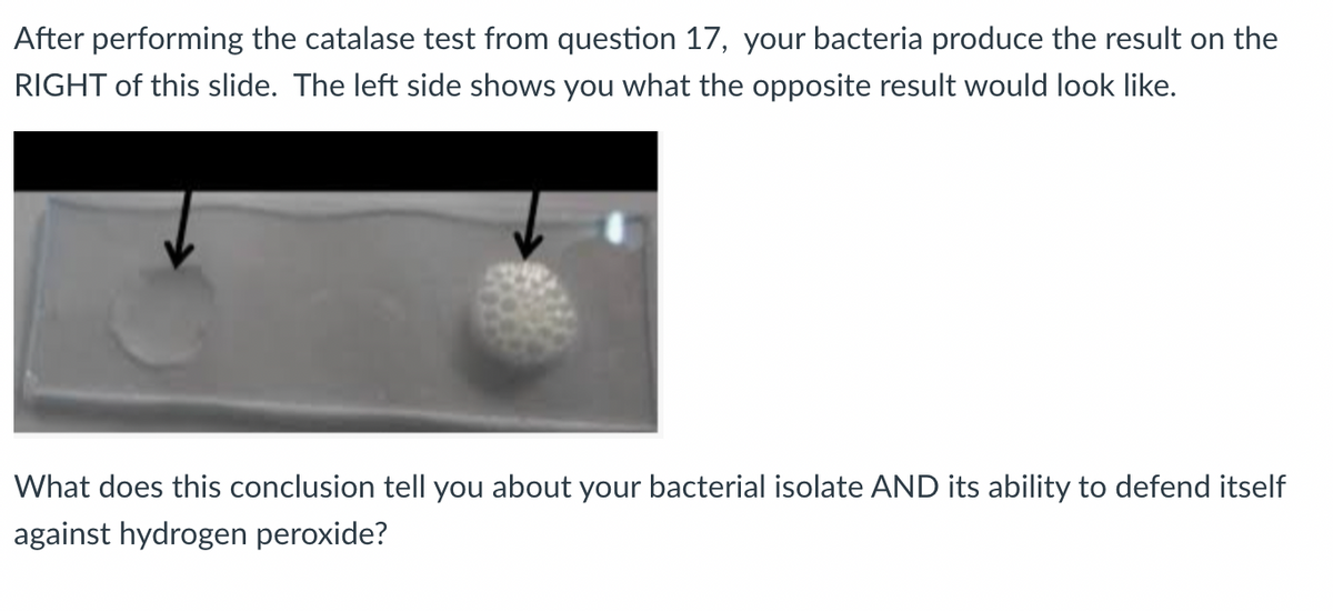 After performing the catalase test from question 17, your bacteria produce the result on the
RIGHT of this slide. The left side shows you what the opposite result would look like.
What does this conclusion tell you about your bacterial isolate AND its ability to defend itself
against hydrogen peroxide?
