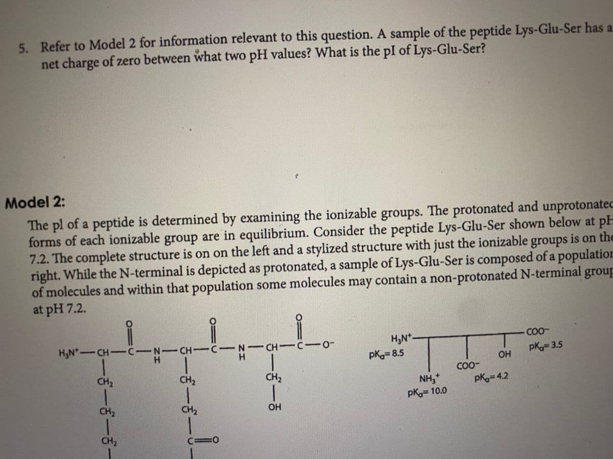 5. Refer to Model 2 for information relevant to this question. A sample of the peptide Lys-Glu-Ser has a
net charge of zero between what two pH values? What is the pl of Lys-Glu-Ser?
Model 2:
The pl of a peptide is determined by examining the ionizable groups. The protonated and unprotonated
forms of each ionizable group are in equilibrium. Consider the peptide Lys-Glu-Ser shown below at pH
7.2. The complete structure is on on the left and a stylized structure with just the ionizable groups is on the
right. While the N-terminal is depicted as protonated, a sample of Lys-Glu-Ser is composed of a population
of molecules and within that population some molecules contain a non-protonated N-terminal group
at pH 7.2.
may
H3N*
COO-
H3N-CH-CIN-CH C N-CH C-
H.
pK 3.5
OH
H.
pK= 8.5
COO-
CH2
CH2
CH2
NH,
pK 10.0
pK 4.2
CH2
CH2
OH
CH2
c=0
