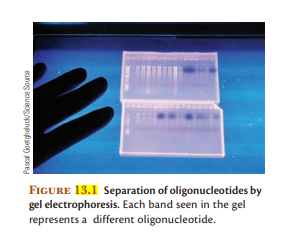 FIGURE 13.1 Separation of oligonucleotides by
gel electrophoresis. Each band seen in the gel
represents a different oligonucleotide.
Banog Bouaospnpipo ose
