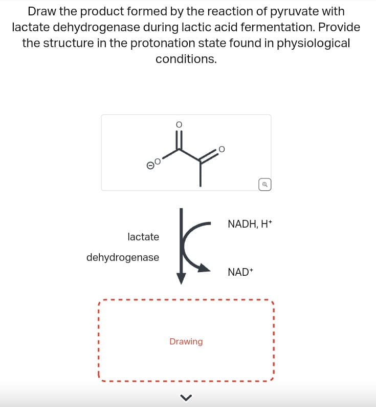 Draw the product formed by the reaction of pyruvate with
lactate dehydrogenase during lactic acid fermentation. Provide
the structure in the protonation state found in physiological
conditions.
о
NADH, H+
lactate
dehydrogenase
Drawing
NAD+